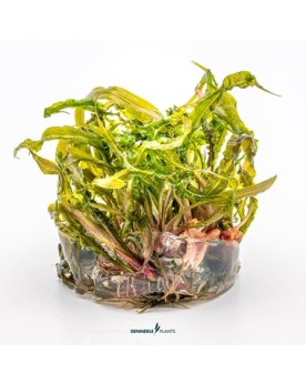 Cryptocoryne crispatula - Plant It!